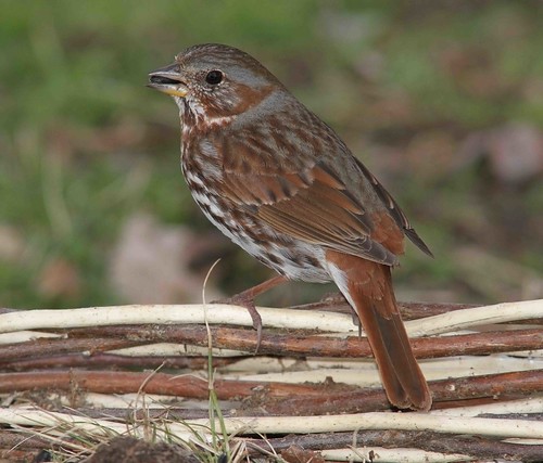 foxsparrow backyardbirds naturesspirit cordovatn pogchallengewinnershalloffame