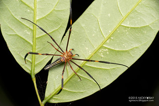 Golden orb web spider (Nephila pilipes) - DSC_1059