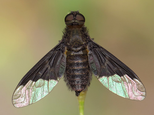 macro fly hemipenthesmorio