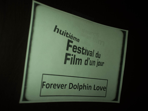 Forever Dolphin Love