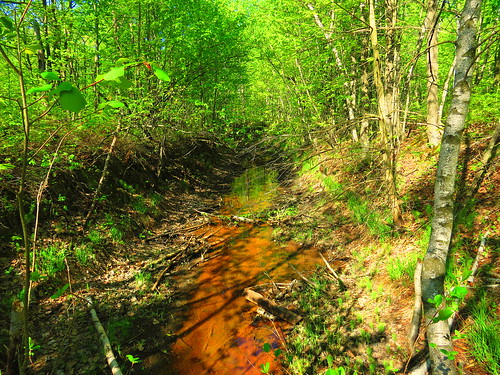 wood nature creek forest boulot printemps forêt bois environnement rill ruisseau drummondville centreduquébec lamarconi