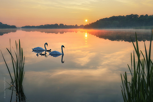 uk summer sky plant reflection nature birds silhouette horizontal fog sunrise river outdoors photography dawn norfolk tranquility nopeople swans greatyarmouth cygnets scenics eastanglia norfolkbroads traveldestinations rollesby norfolkengland colourimage rollesbybroad stevedocwra