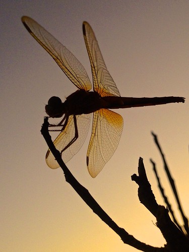 sunset desert dragonfly kuwait originalfilter uploaded:by=flickrmobile flickriosapp:filter=original