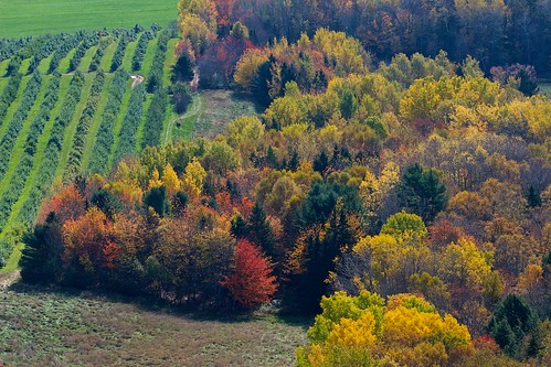 autumn canada green fall apple landscape leaf october scenery novascotia view stripe orchard row foliage crop lookoff northmountain