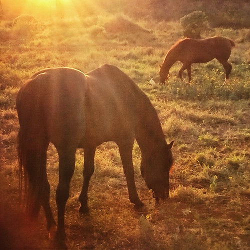 sunset horses hawaii stackables