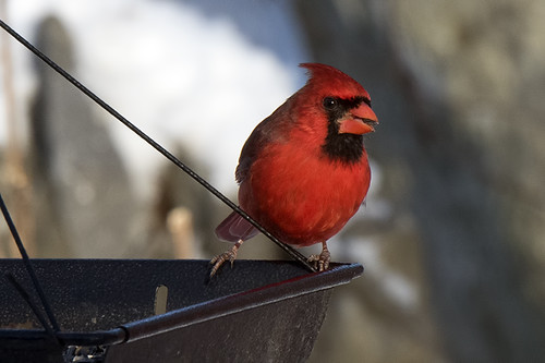 PA: Northern Cardinal in Red