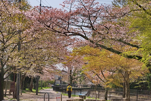 【写真】2013 桜 : 山科疎水/2020-09-19/IMGP9946