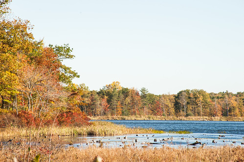 autumn lake fall leaves landscape seasons change waterscape