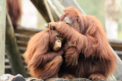 Orangutan Mother Grooming Daughter