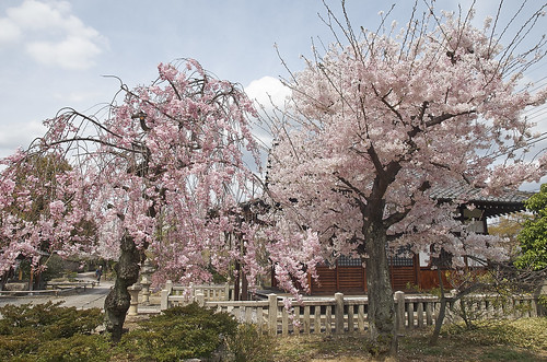 【写真】2014 桜 : 上品蓮台寺/2021-02-27/IMGP5635