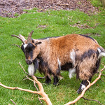 Goat at Dartmoor Zoo
