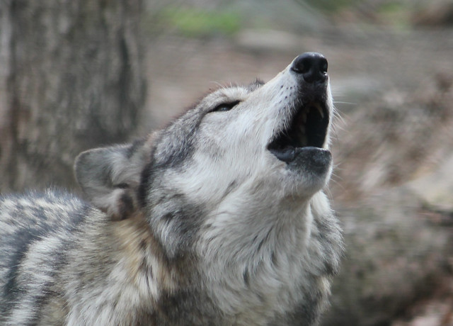 Photo:howling_wolf By:Fool4myCanon