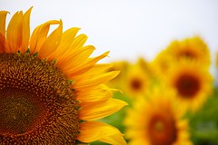Sunflower.01