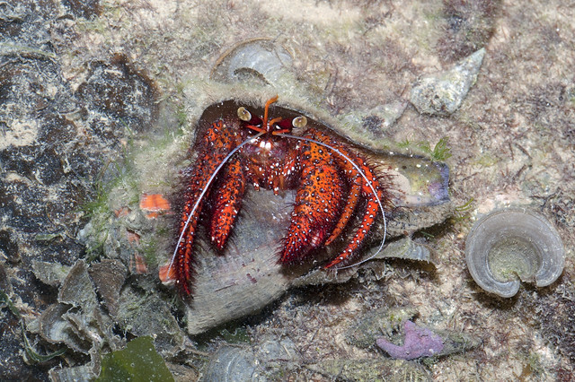 Spotted hermit crab (Dardanus megistos)