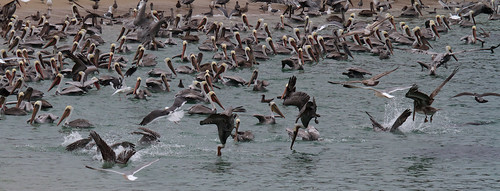 Pelicans diving