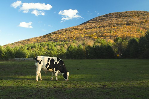 new york autumn sunset rescue ny fall cow farm hills pasture woodstock sanctuary thanksliving