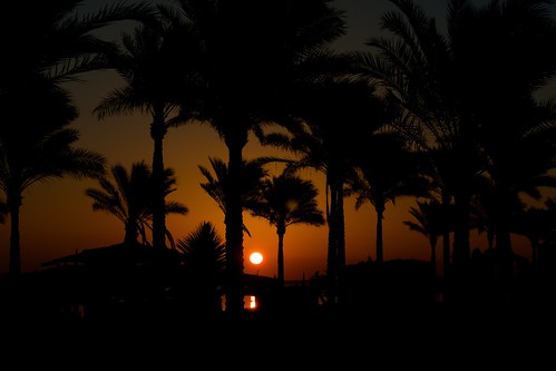 trees red sea sky hot beach water sunrise landscapes desert scenic sunny palm heat 2013