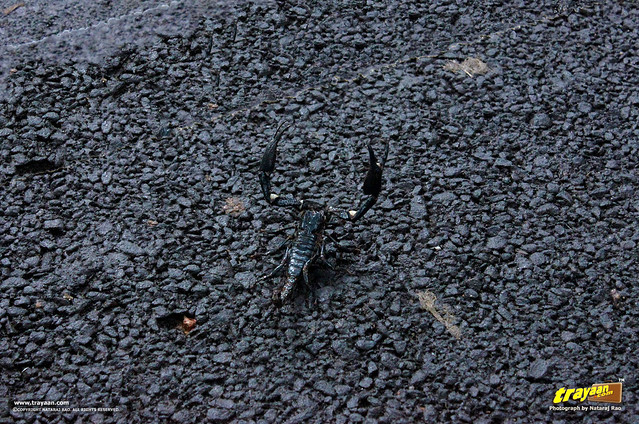 Large Black Scorpion near Pookode Lake, Kunnathidavaka, near Vythri, Wayanad, Kerala, India