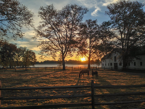 morning trees horse sun mist fog sunrise pennsylvania farm hdr lafayettehill erdenheimfarm