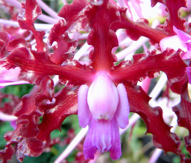 orchid alien | Flickr - Photo Sharing!