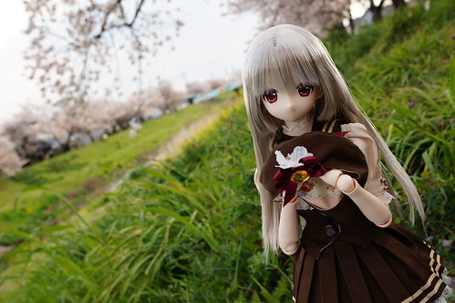 Cherry blossom 2014