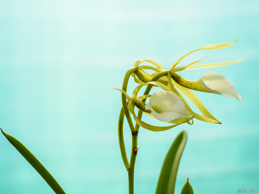Orchids2015-8