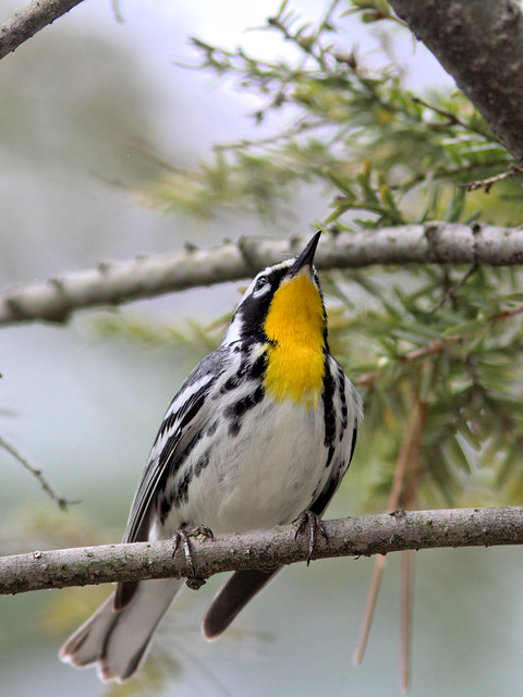 Yellow-throated Warbler HDR 03-20160506