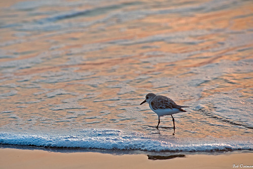 ocean sea bird gulfofmexico sunrise sandpiper brownsville bocachicastatepark