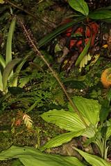 11 Liparis rheedii - Poring Orchid Garden 2011-11-07 05