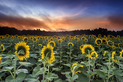 flowers summer mist field yellow fog sunrise dawn early day sunday maryland sleepy dew sunflower oops rise humid poolesville mckeebesherswma leefilters autoiso 09gnd canon5dmkii ef1740f40lusm 03gnd coralstrip