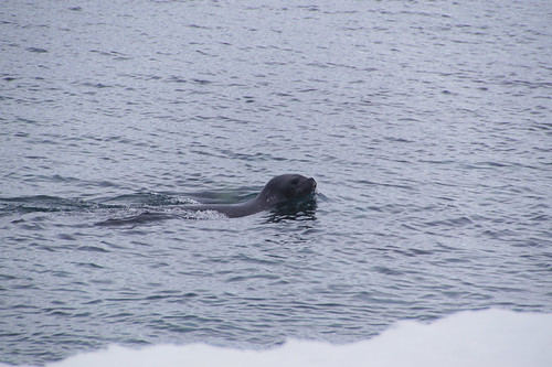 125 Wandeling Halfmoon Island - zeehond