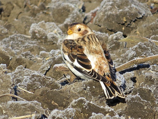 Snow Buntings at the Gridley Wastewater Treatment Ponds in McLean County, IL 46