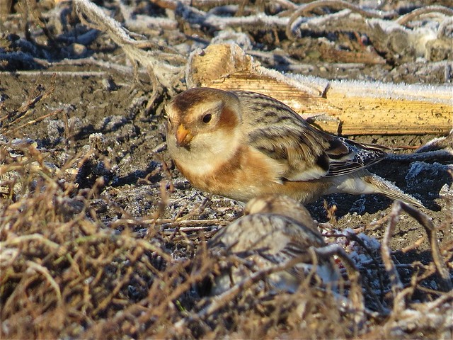 Snow Buntings at the Gridley Wastewater Treatment Ponds in McLean County, IL 09