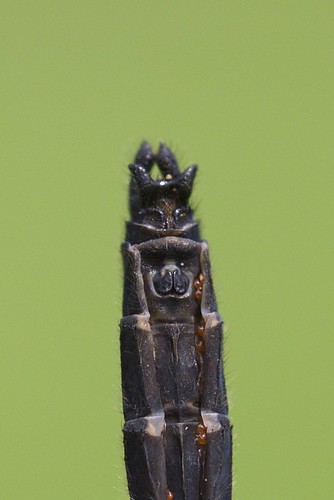 odonata libellulidae anisoptera