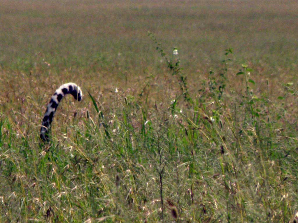 leopard tail in tall grass