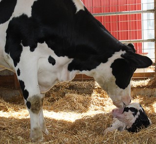 Gettin' a lickin' cow and calf