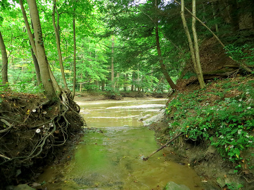 nature creek forest woods eriepennsylvania