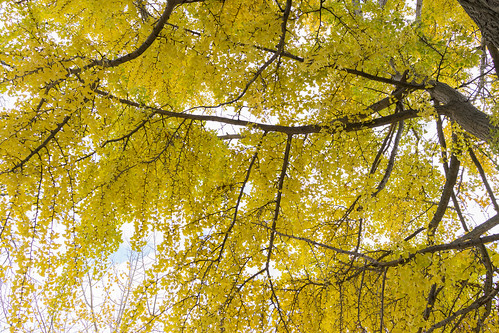 autumn ohio fallleaves fall leaves ginkgo unitedstates autumnleaves foliage ginkgobiloba gingko oberlin biloba rx1r