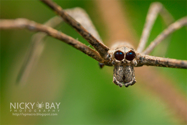 Ogre-Face Spider (Deinopis sp.) - DSC_8272_animation
