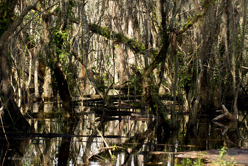 nationalpark florida national everglades nationalwildliferefuge bigcypressnationalpreserve strukturen strukturenindernatur cypressnationalpreserve dietergora