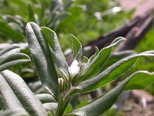 spain plantas aragón buglossoides magallón buglossoidesarvensis floraibérica borragináceas caucedelahuechadesdebulbuentehastaalberite terófito blancapurpúreaazulada