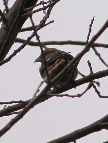 White-winged Crossbill at Greenwood Cemetery in Winnebago County, IL 02