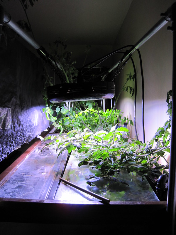 tomato plant sprawling on the top of a large aquarium