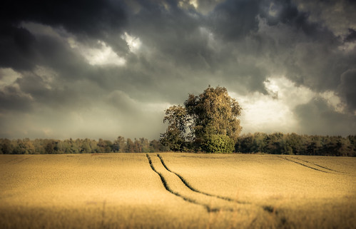 trees summer sky cloud tree field clouds moody cloudy wheat dramatic lonely
