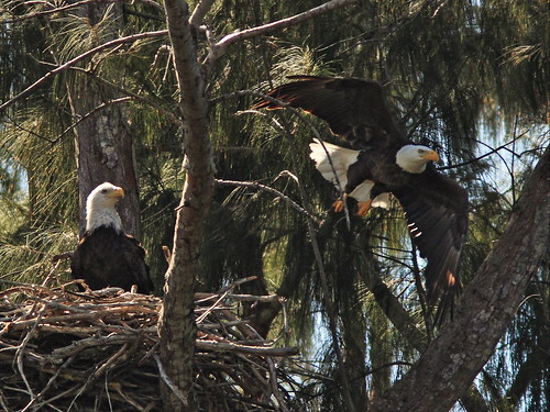Bald Eagle male leaving nest 20150219