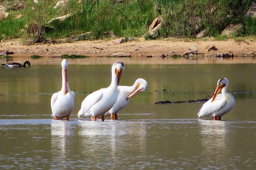 lake pelicans water birds colorado reservoir southpark swa parkcounty tarryall americanwhitepelicans statewildlifearea