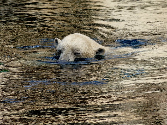 Polar Bear Lloyd