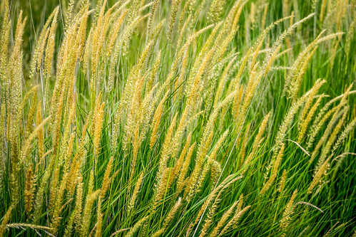 california park ca sky abstract nature grass us afternoon unitedstates outdoor sanjose historical recreational santaclaracountyparks martialcottlepark martialcottlefamilyranch