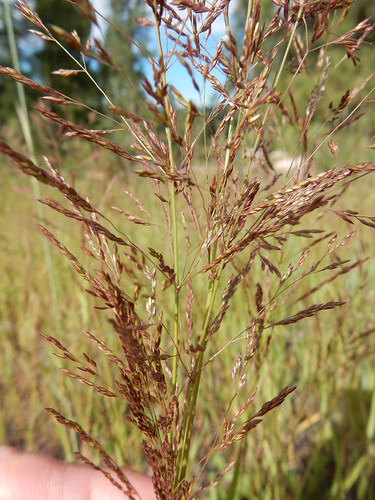 roadside poaceae perennial redtop introduced rhizomatous coolseason disturbedsite wetsite agrostisstolonifera aveneae