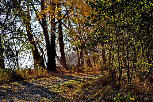 park autumn trees fall lakeerie michigan downriver huronclintonmetroparks lakeeriemetropark brownstowntwp cherryislandmarshtrail